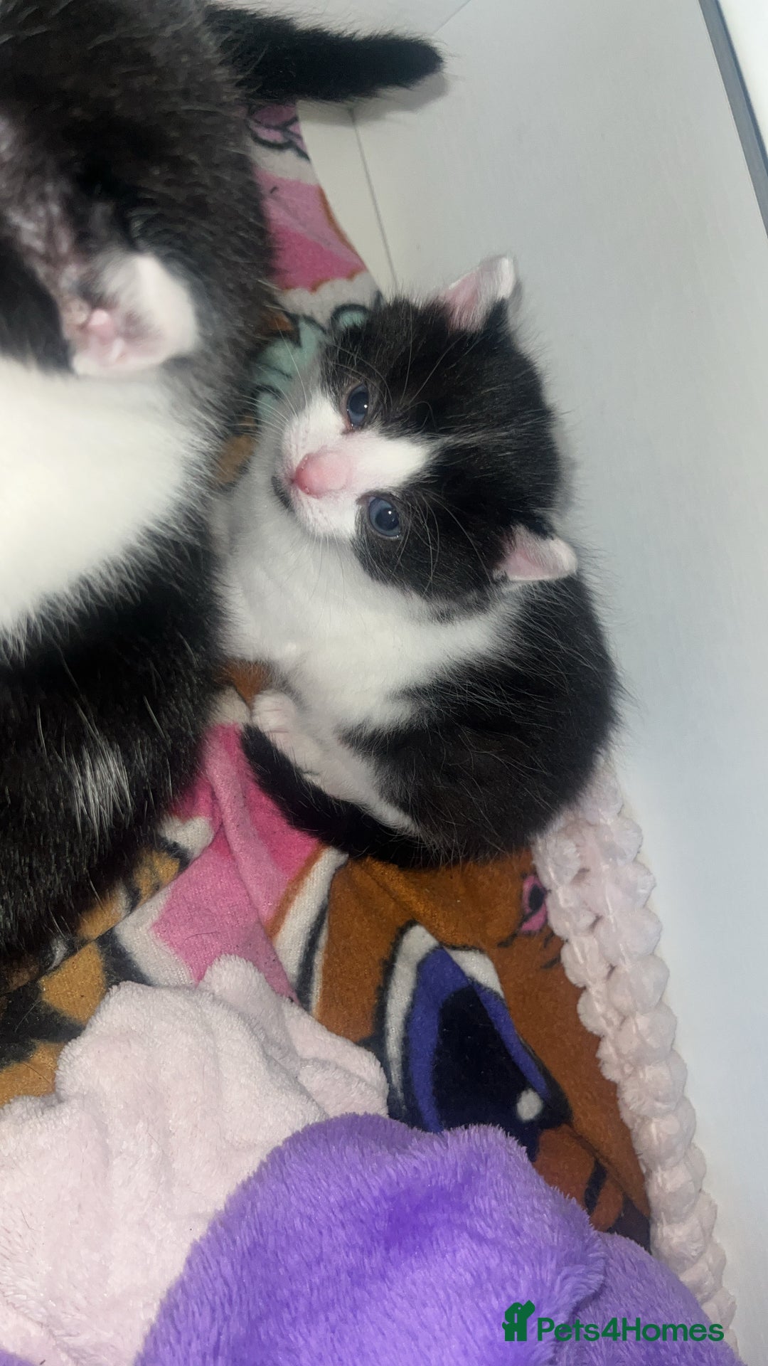 Mixed Breed cats for sale: 2 kittens  - Image 7