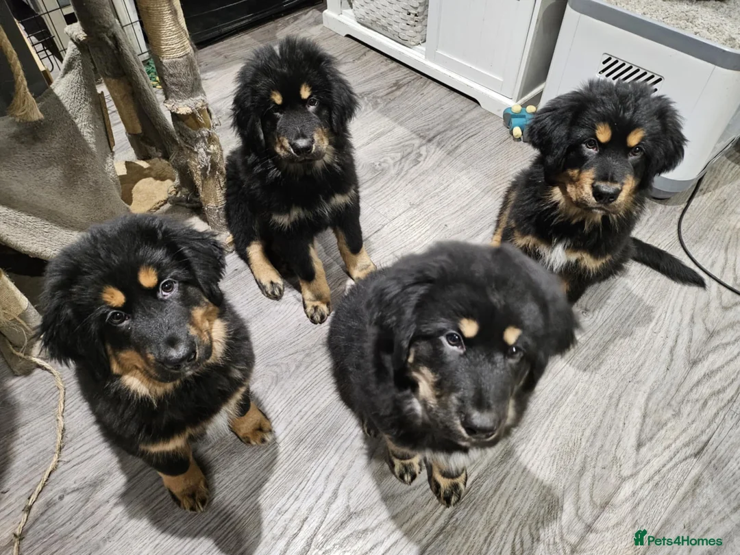 Tibetan Mastiff dogs for sale: Tibetan mastiff pupps - Advert 11