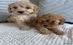 Cavapoo dogs for sale: STUNNING DNA TESTED TOY CAVAPOOS - Image 3