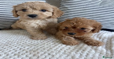 Cavapoo dogs - Advert 12