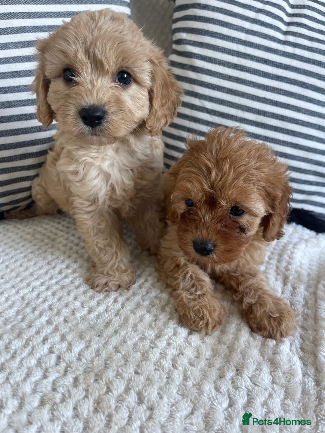 Cavapoo dogs for sale: STUNNING DNA TESTED TOY CAVAPOOS - Image 3