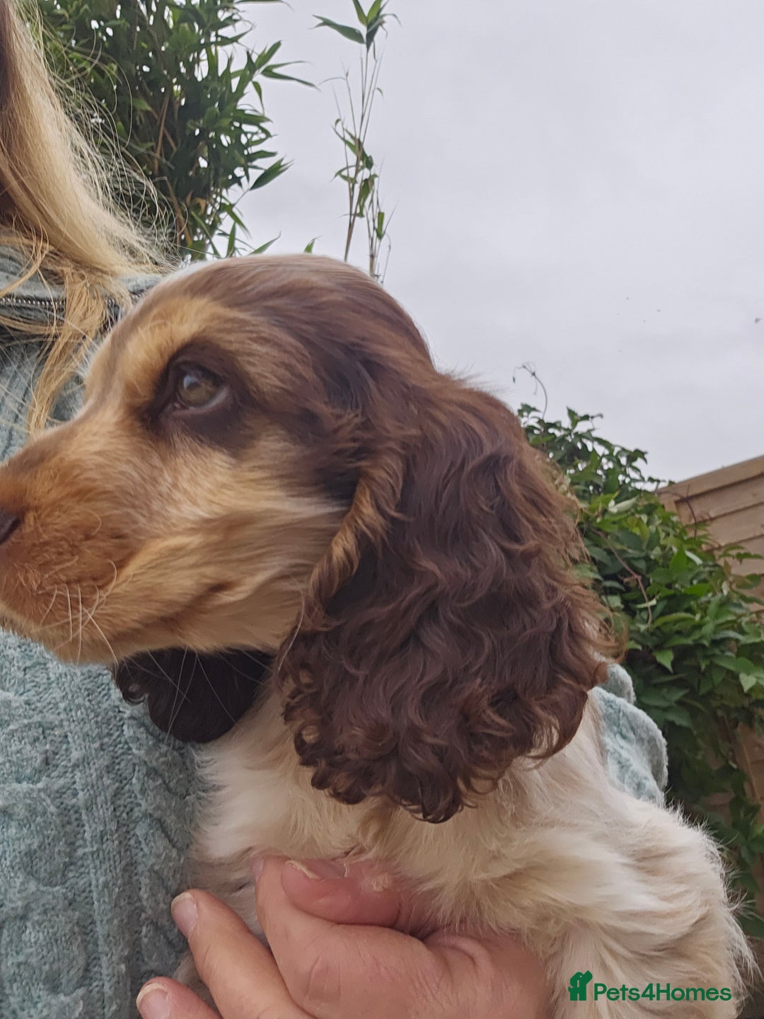 Cocker Spaniel dogs for sale: Sable Show Cocker spaniel Puppies ready now - Image 5