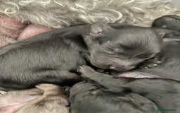 Cavapoo dogs for sale: Gorgeous blue merles & blacks cavapoo puppies  - Image 5