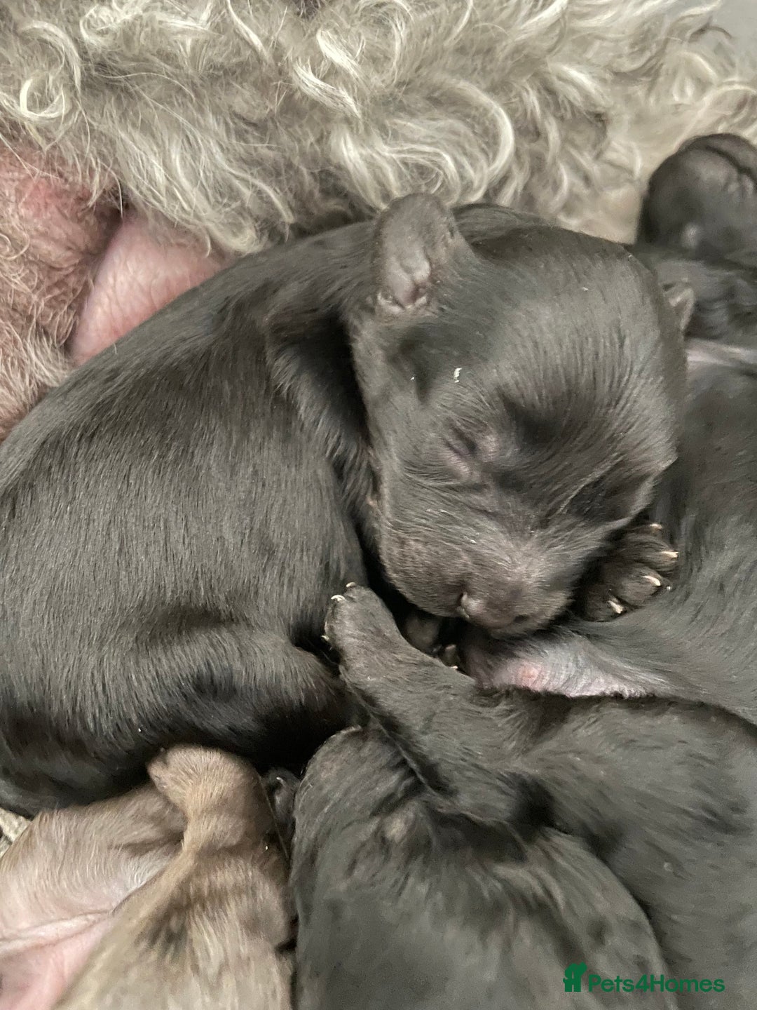Cavapoo dogs for sale: Gorgeous blue merles & blacks cavapoo puppies  - Image 5