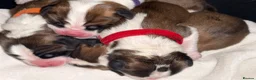 Saint Bernard dogs for sale: Saint Bernard puppies  in Cleethorpes - Advert 26