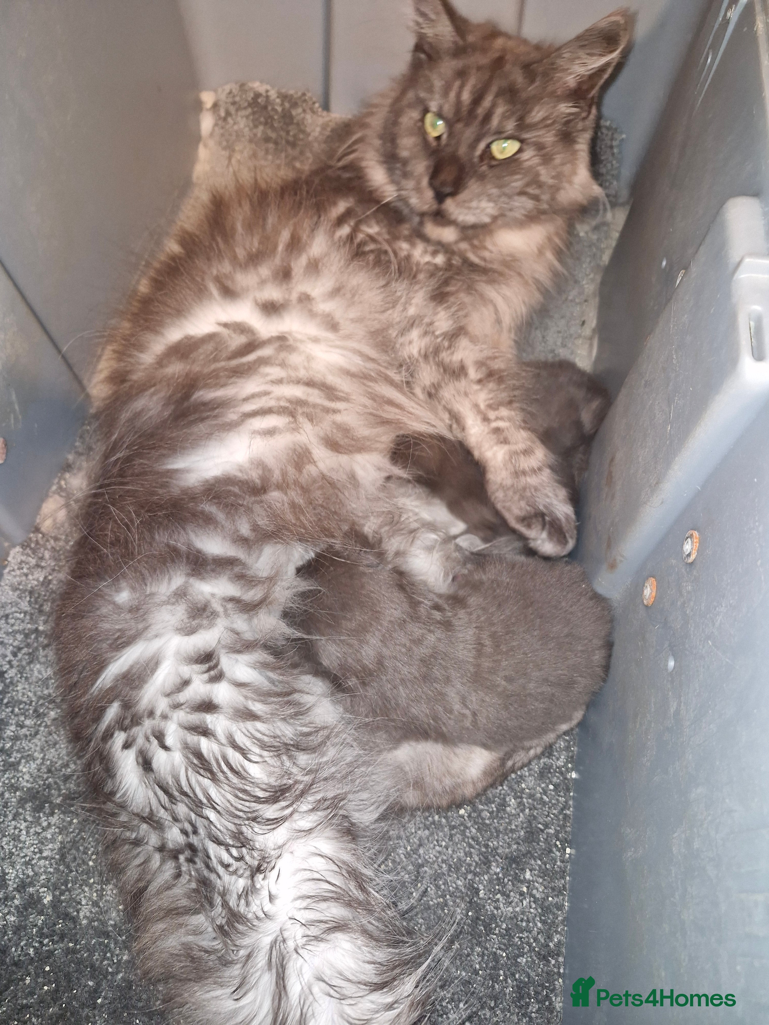 Maine Coon cats XL RUSSIAN LINE BOY - Advert 1