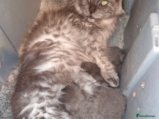 Maine Coon cats XL RUSSIAN LINE BOY - Advert 1