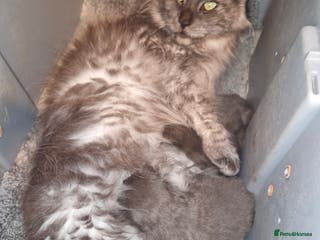 Maine Coon cats RUSSIAN LINE KITTENS - Advert 6