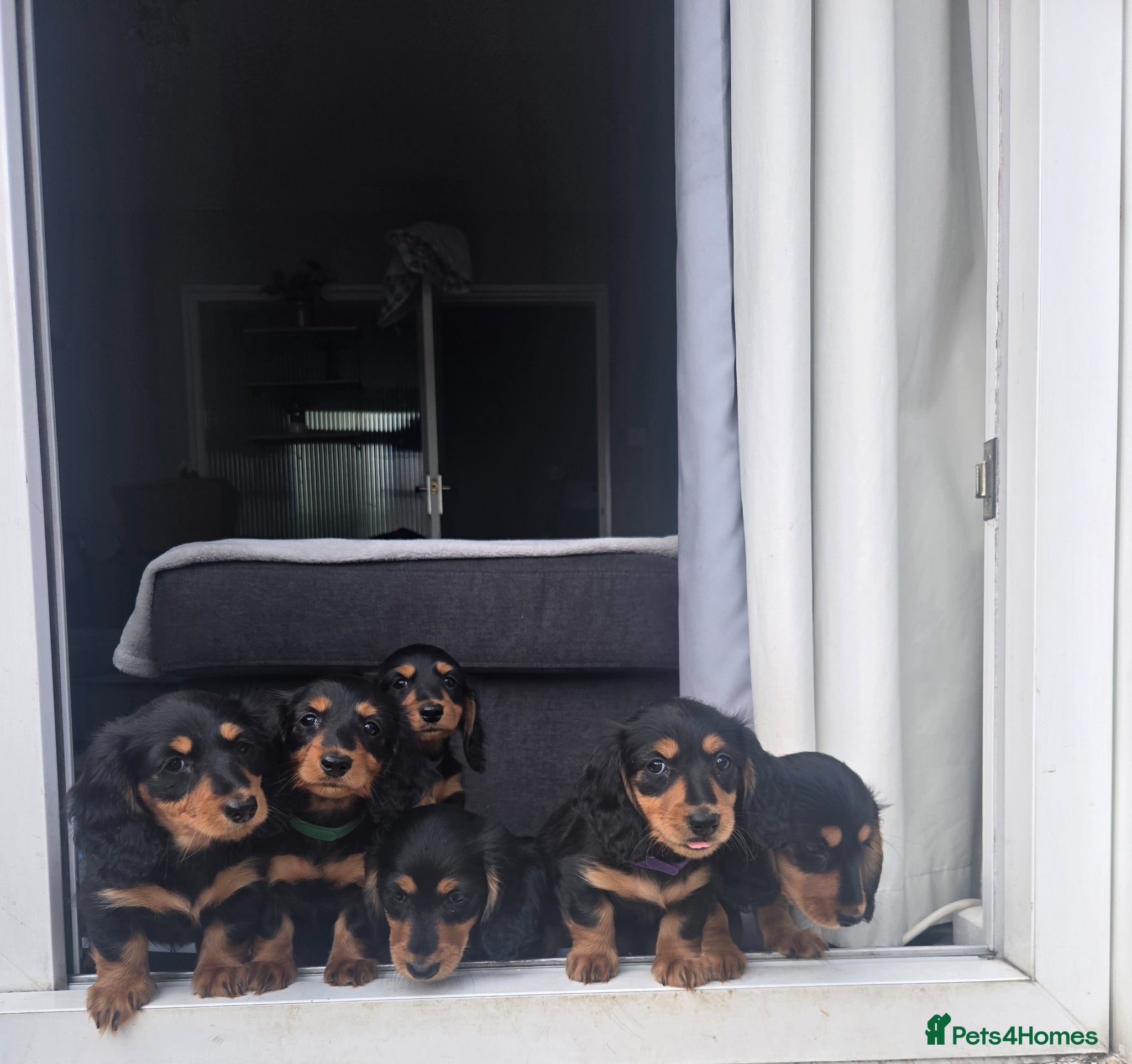 Miniature Dachshund dogs Longhaired miniature dachshund  - Advert 2
