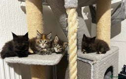 Maine Coon cats for sale: Maine coon kittens - Image 2
