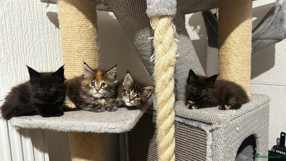 Maine Coon cats for sale: Maine coon kittens - Image 2
