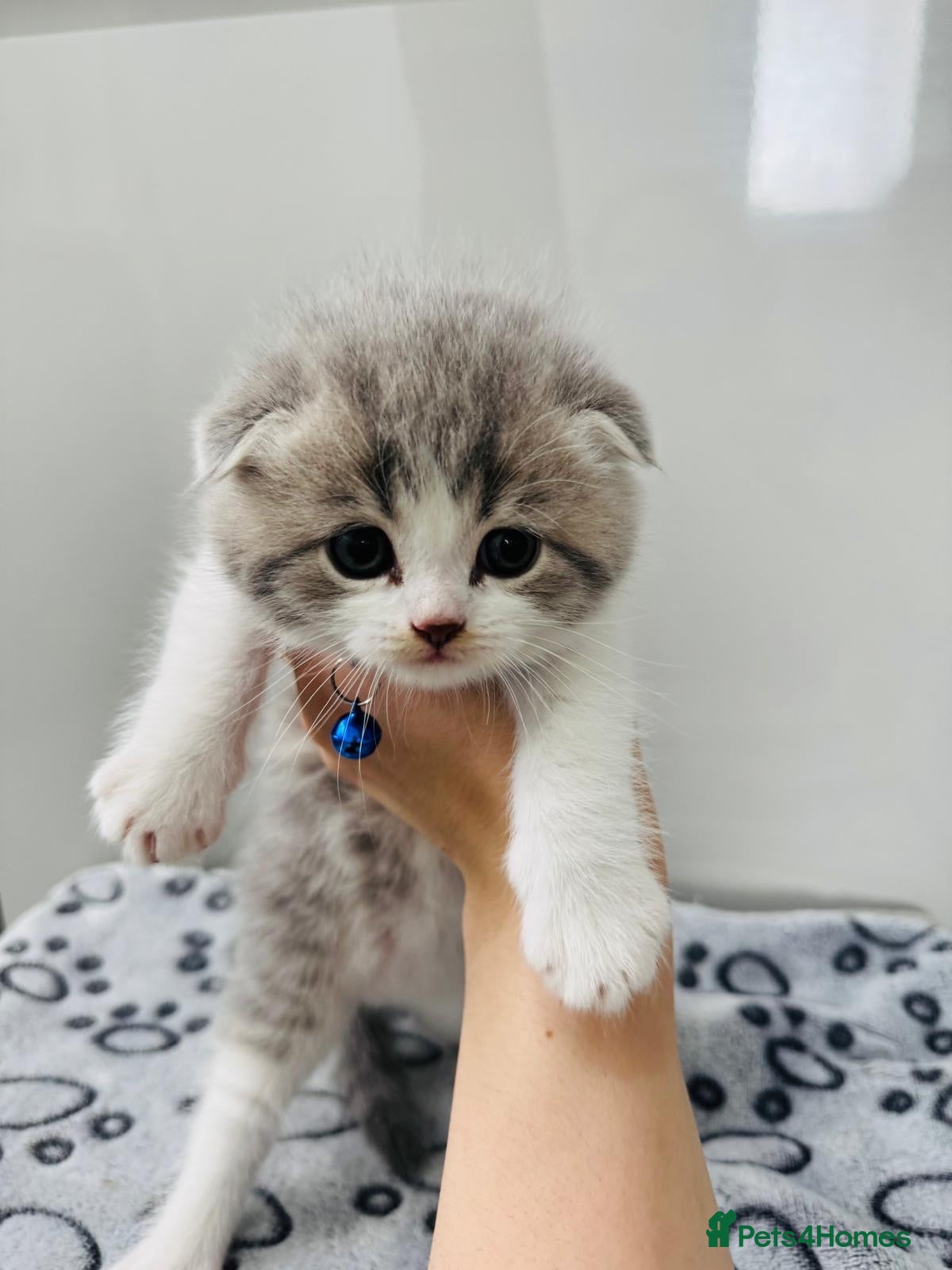 Scottish Fold cats 🐾 BEAUTIFUL SCOTTISH FOLD KITTENS – £695 EACH 🐾 - Advert 1