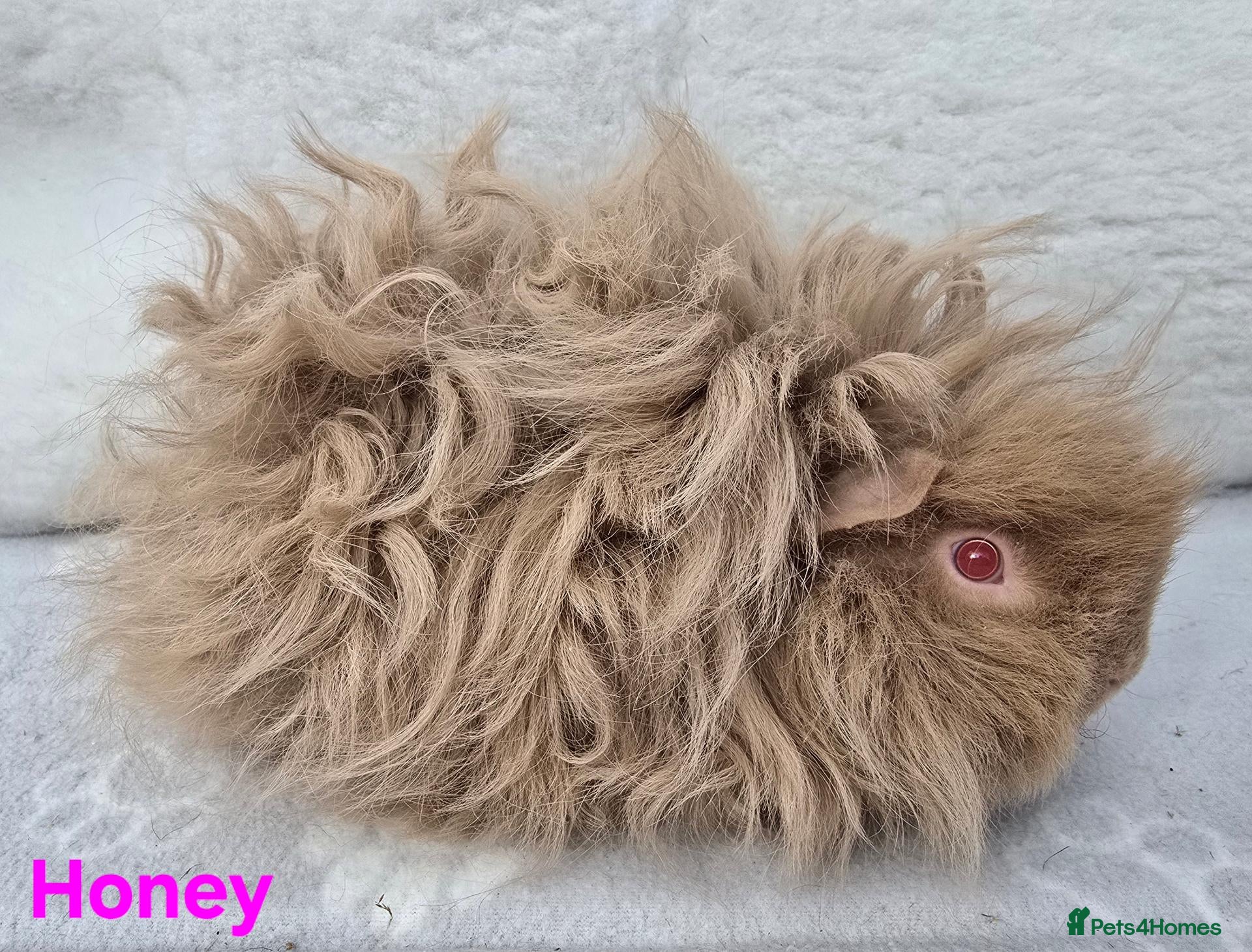 Guinea Pig rodents for sale: 2 Lunkarya Sows  - Advert 18