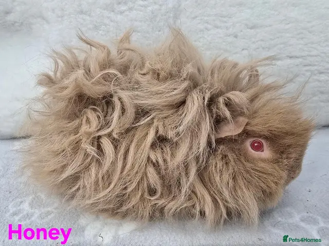 Guinea Pig rodents for sale: 2 Lunkarya Sows - Advert 2