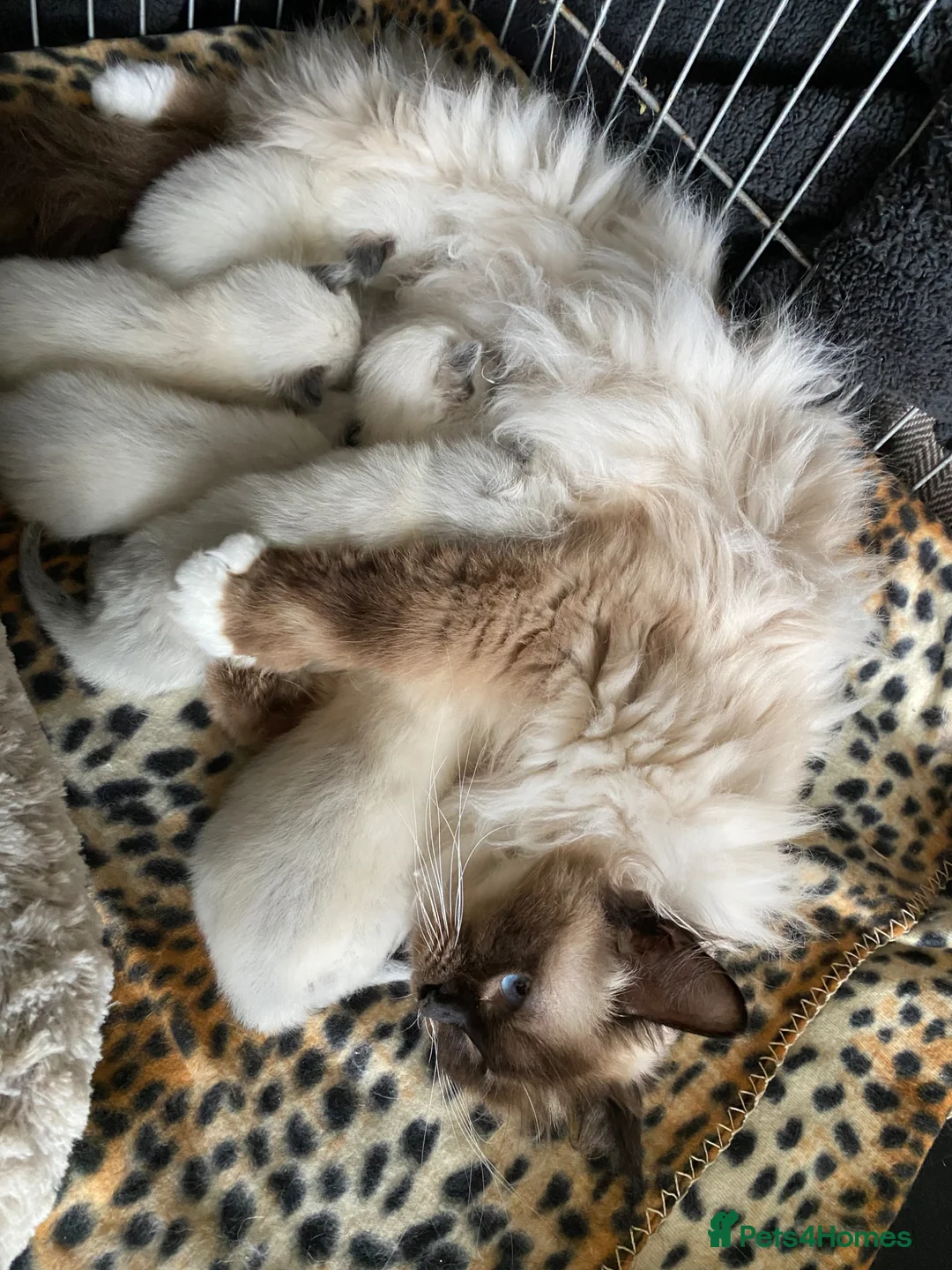 Ragdoll cats for sale: Ragdoll kitten  in Bideford - Advert 1