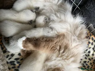 Ragdoll cats Ragdoll kitten - Advert 1