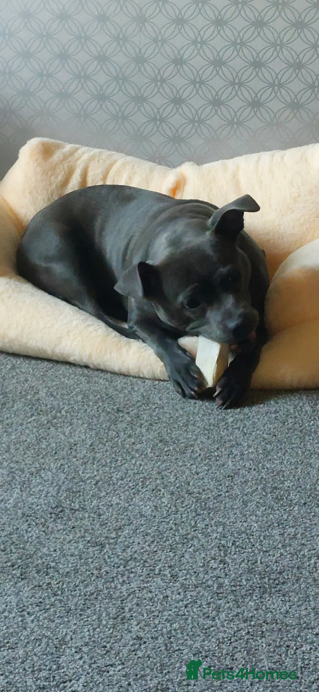 Staffordshire Bull Terrier dogs for stud: Staffordshire Bull Terrier looking for a stud - Advert 3