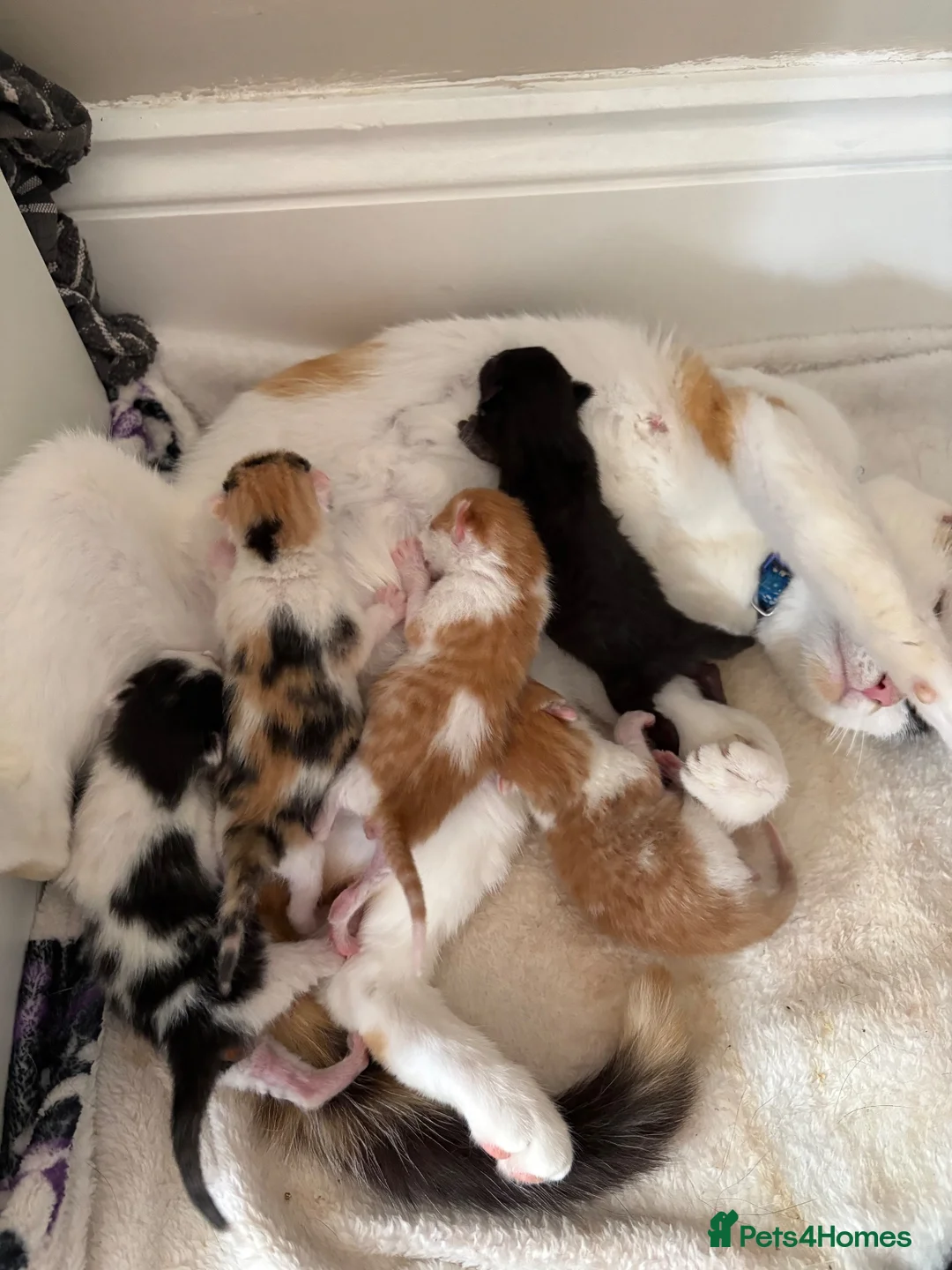 Mixed Breed cats for sale: Part ragdoll kittens  in Tamworth - Advert 1