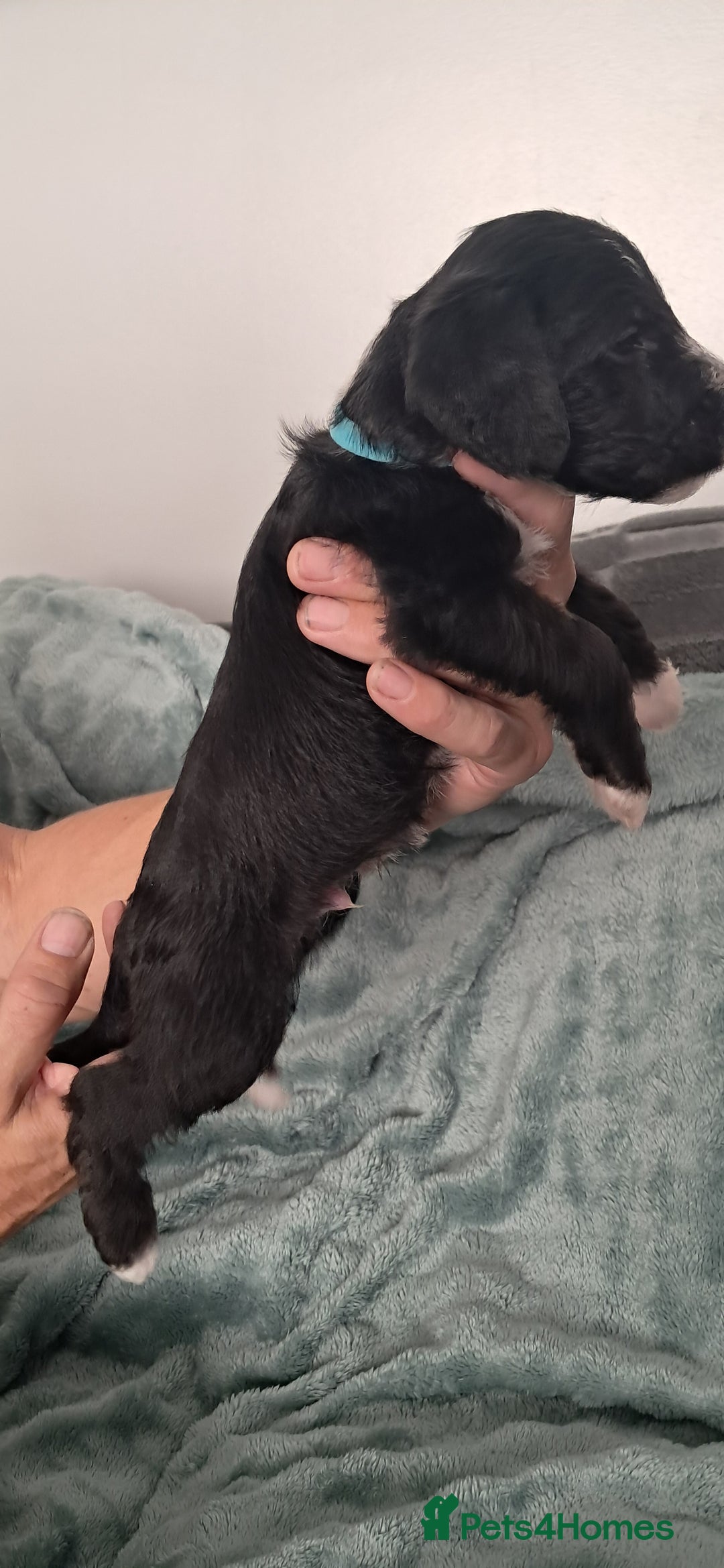 Mixed Breed dogs for sale: 3 boys  - Image 5