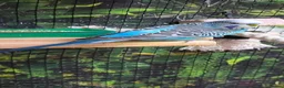 Budgerigars birds for sale: Mature Blue Budgie Male - Advert 3