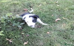Border Collie dogs for sale: Adorable Border collie pups - Image 5