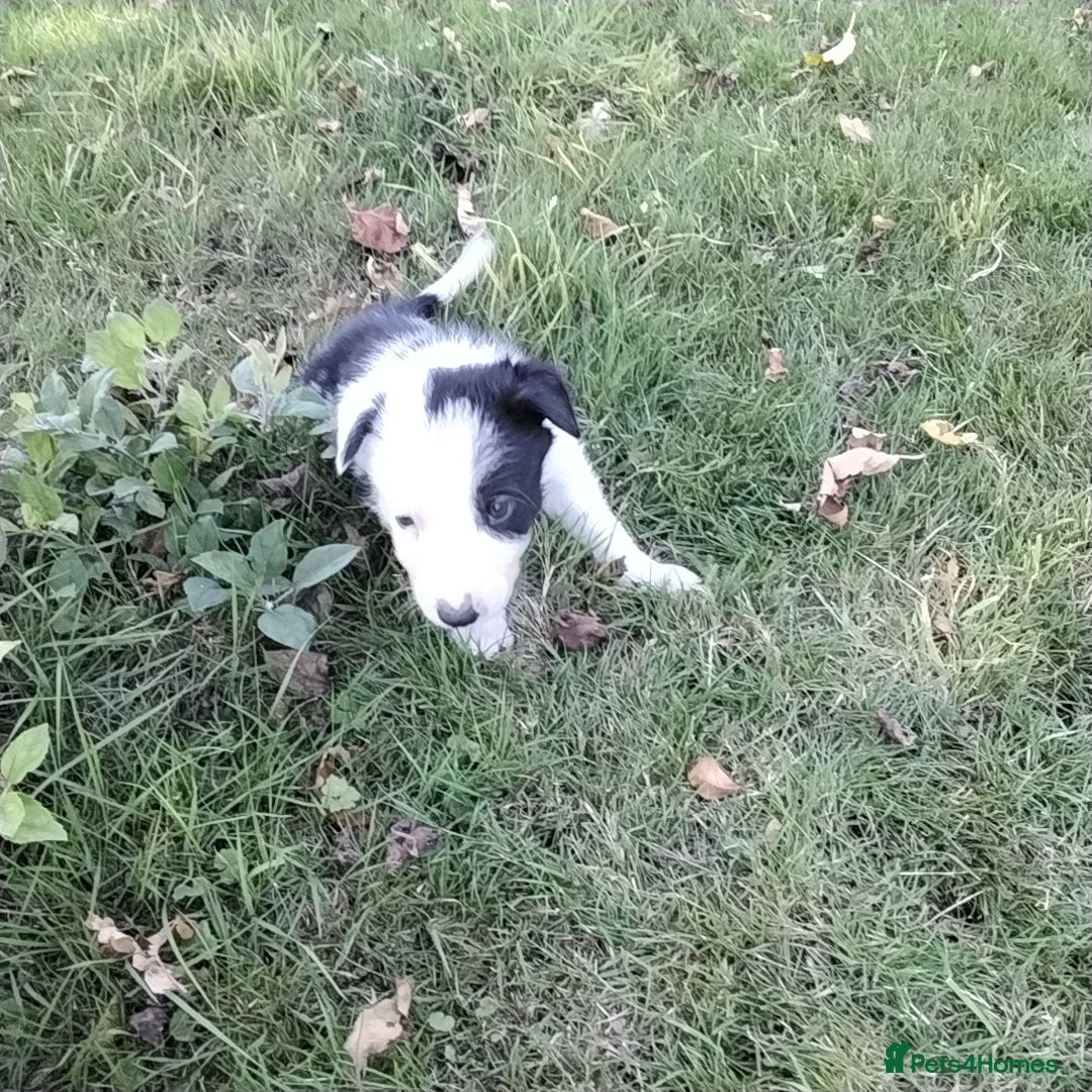 Border Collie dogs for sale: Adorable Border collie pups - Image 5