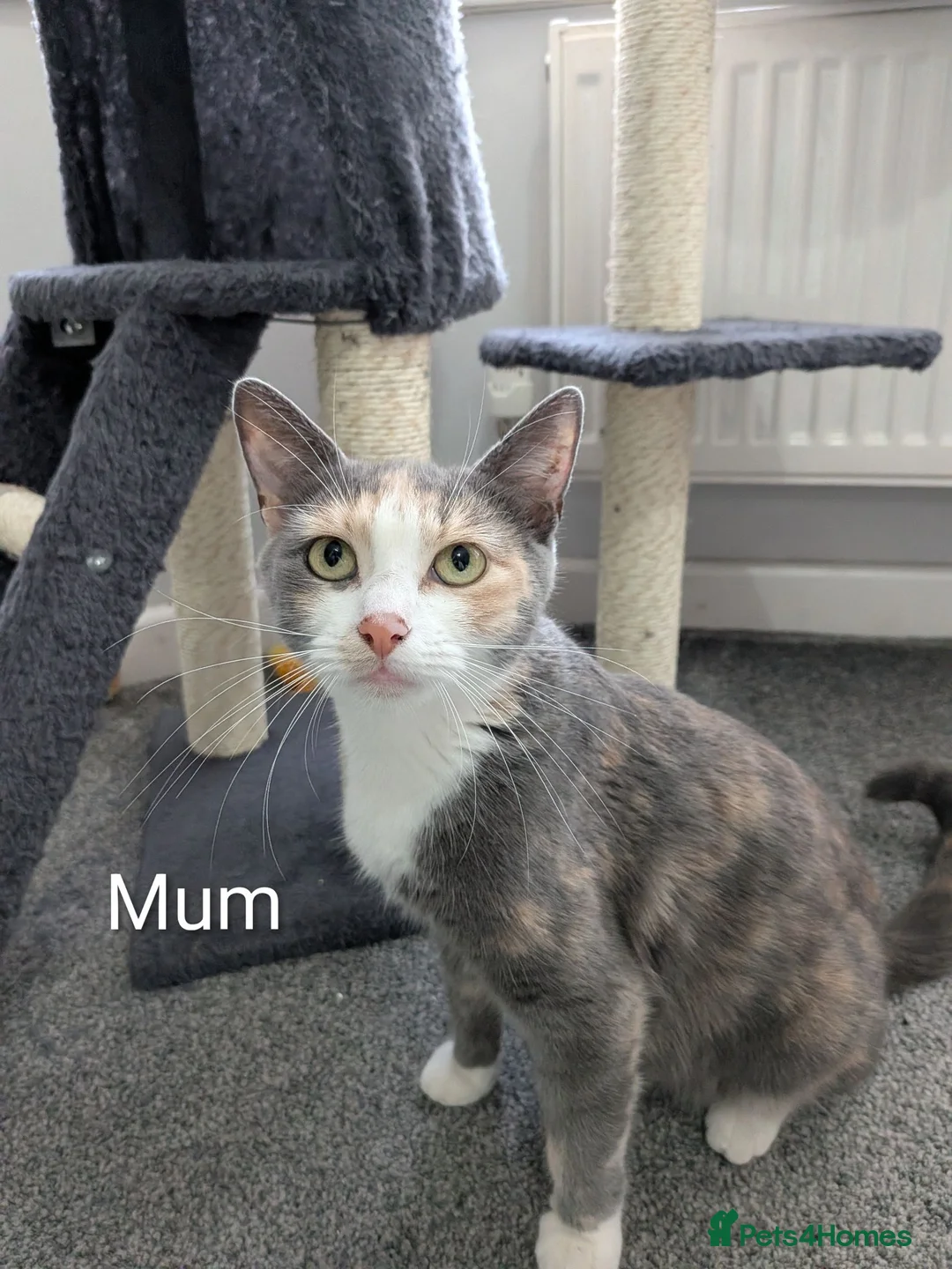 Mixed Breed cats for sale: Male kitten for sale - Advert 4