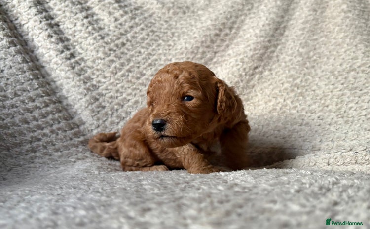 Cockapoo dogs - Advert 1