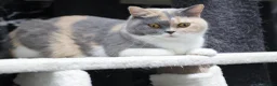 British Shorthair cats for sale: PEDIGREE REGISTERED CHUNKY BRITISH SHORTHAIRS - Advert 10