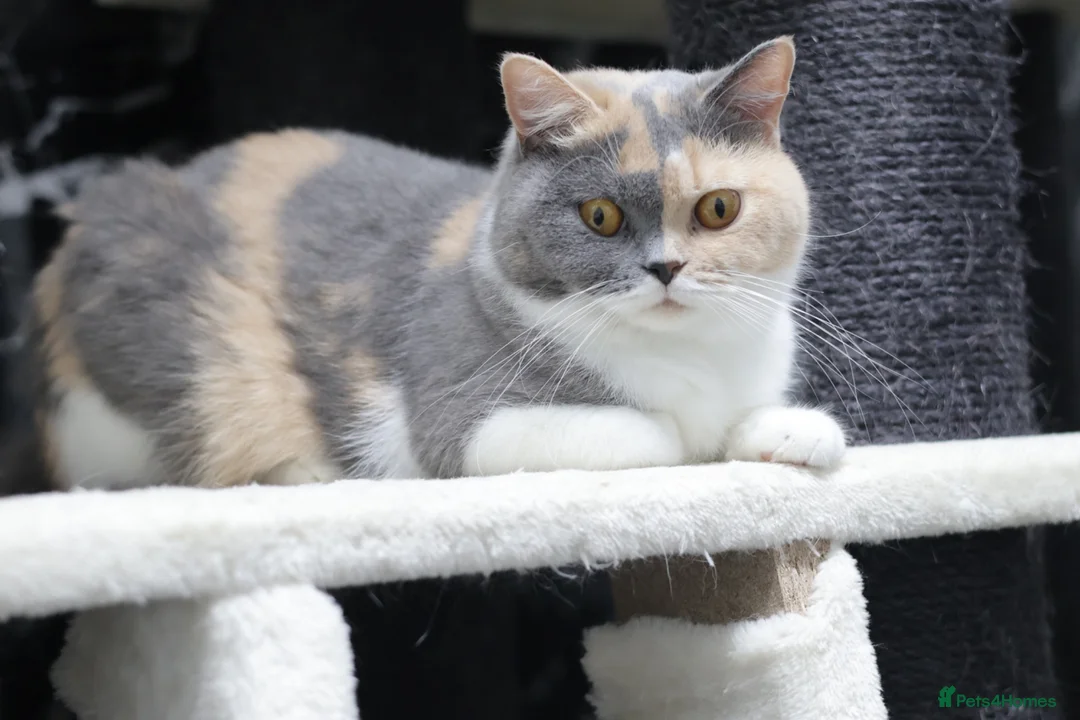 British Shorthair cats for sale: PEDIGREE REGISTERED CHUNKY BRITISH SHORTHAIRS - Advert 10