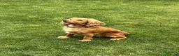 Cocker Spaniel dogs for sale: 4 year old cocker spaniel bitch in Coleford - Advert 3