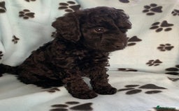 Cockapoo dogs for sale: Cockapoo puppies ready now - Image 10