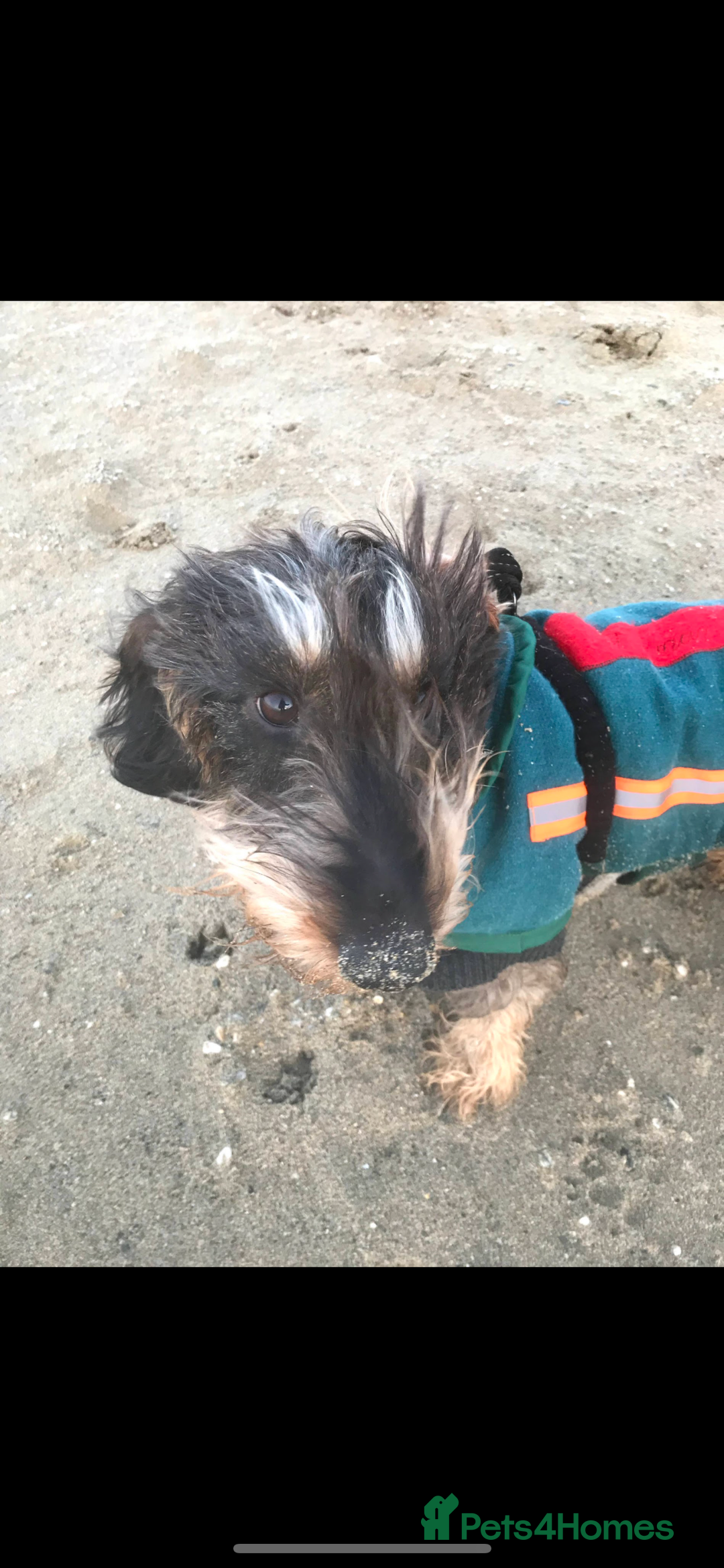 Dachshund dogs for sale: Herman Dachshund  - Image 8