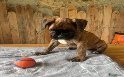 Boxer dogs for sale: STUNNING PEDIGREE BOXERS!x - Image 13