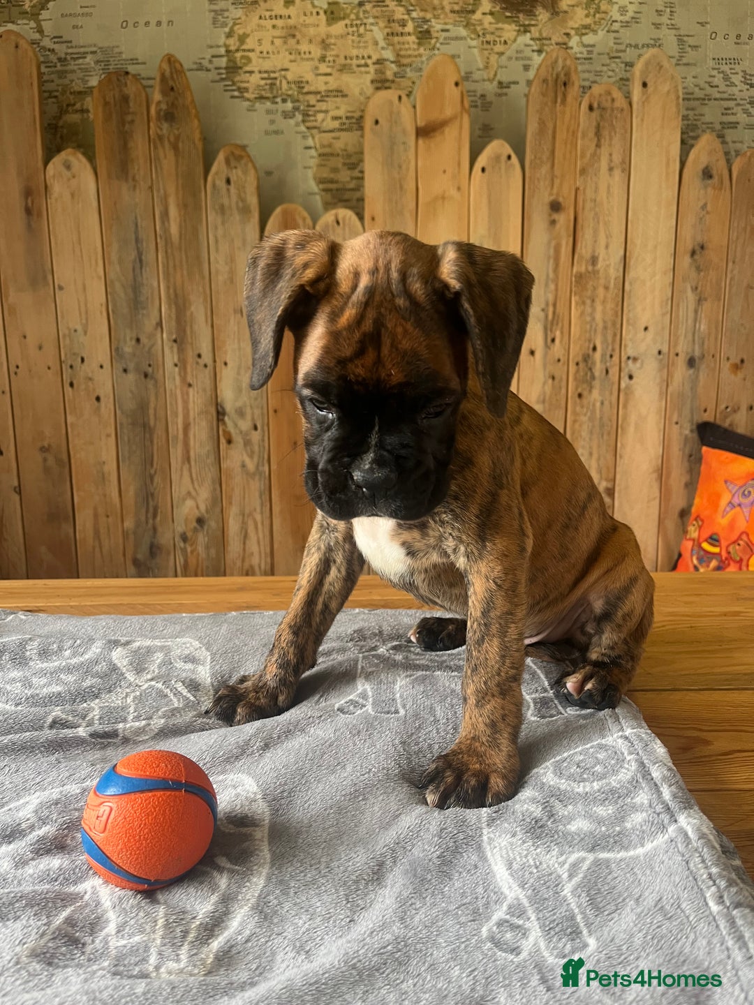Boxer dogs for sale: STUNNING PEDIGREE BOXERS!x - Image 13