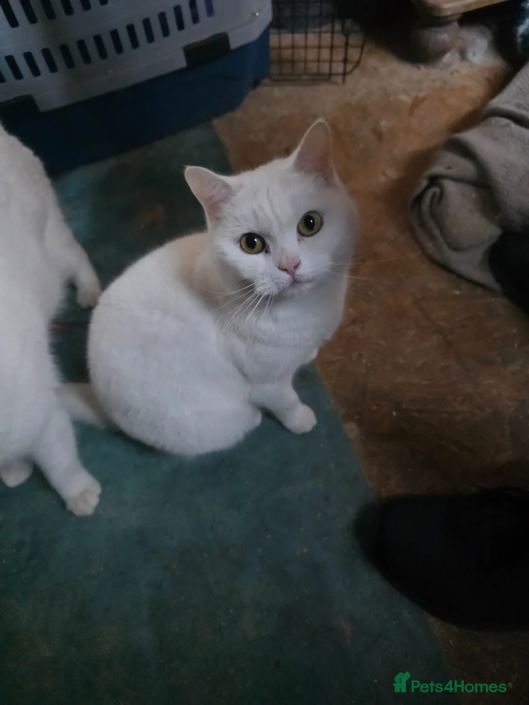 British Shorthair cats for sale: White pedigree British shorthair - Advert 2