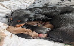 Dachshund dogs for sale: Dachshund  - Image 4