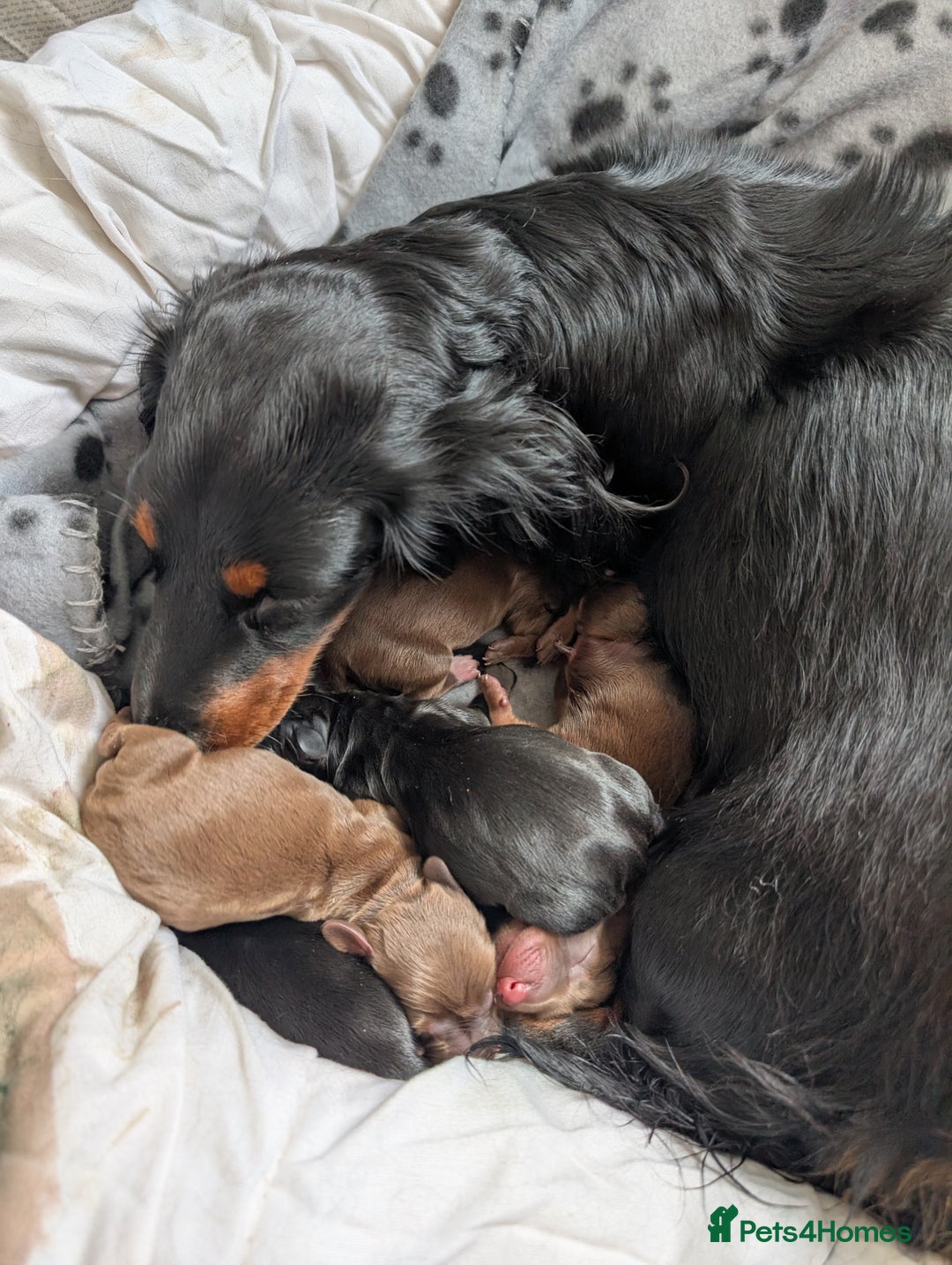 Dachshund dogs for sale: Dachshund  - Image 4