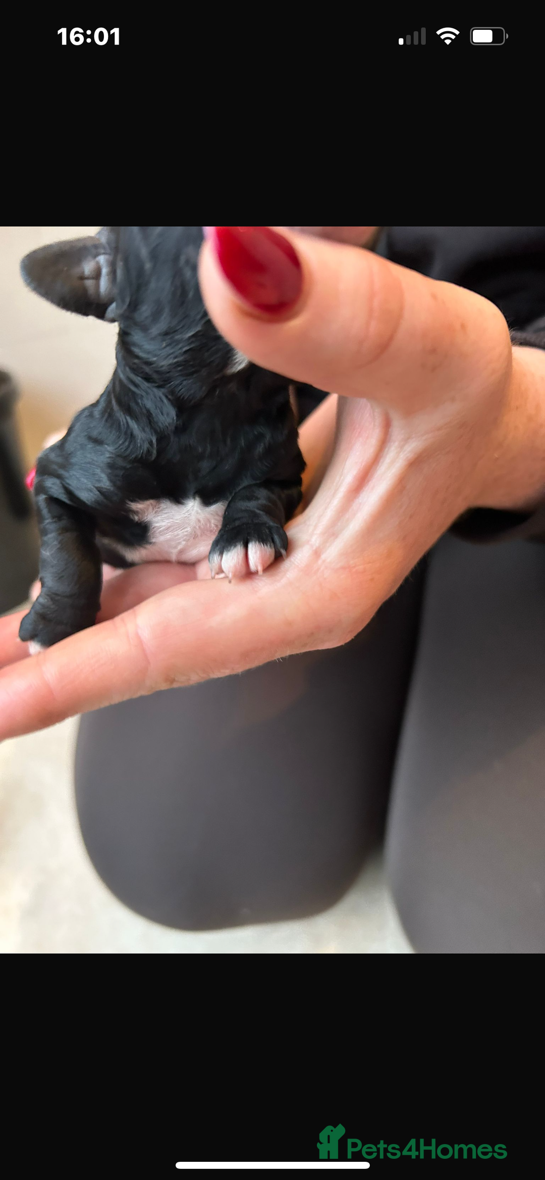 Mixed Breed dogs for sale: Beautiful miniature labradoodle puppies  - Advert 21