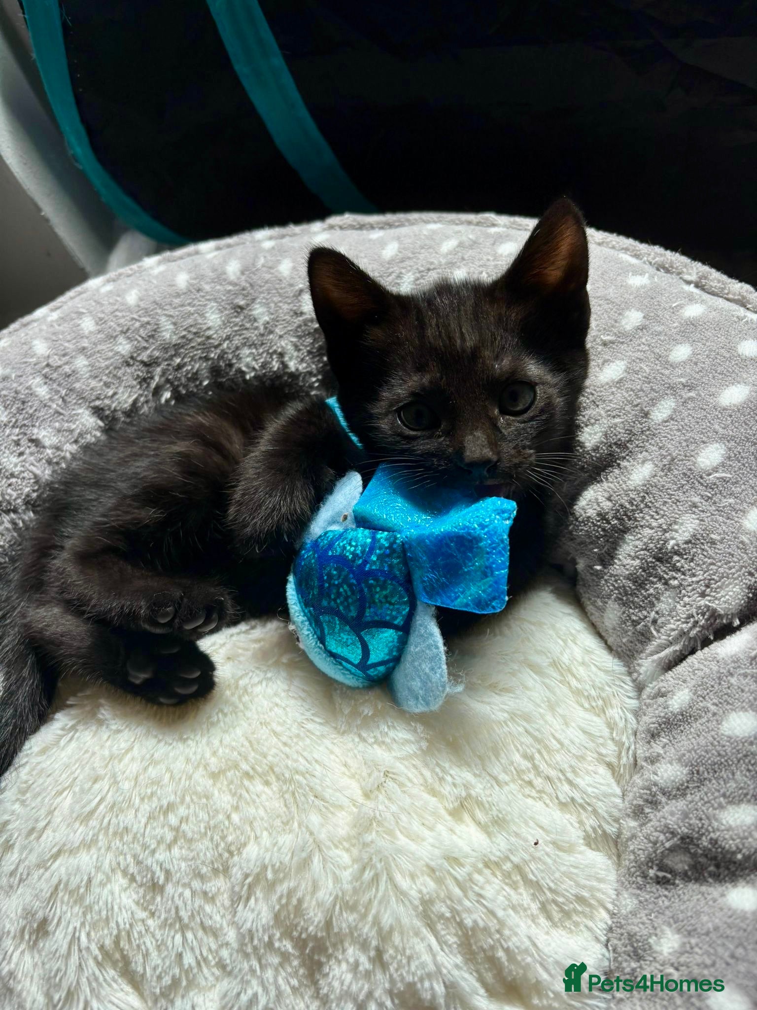 Mixed Breed cats 2 males available ready 26th may - Advert 5