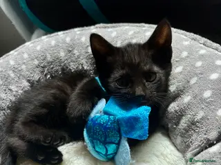 Mixed Breed cats 2 males available ready 26th may - Advert 5