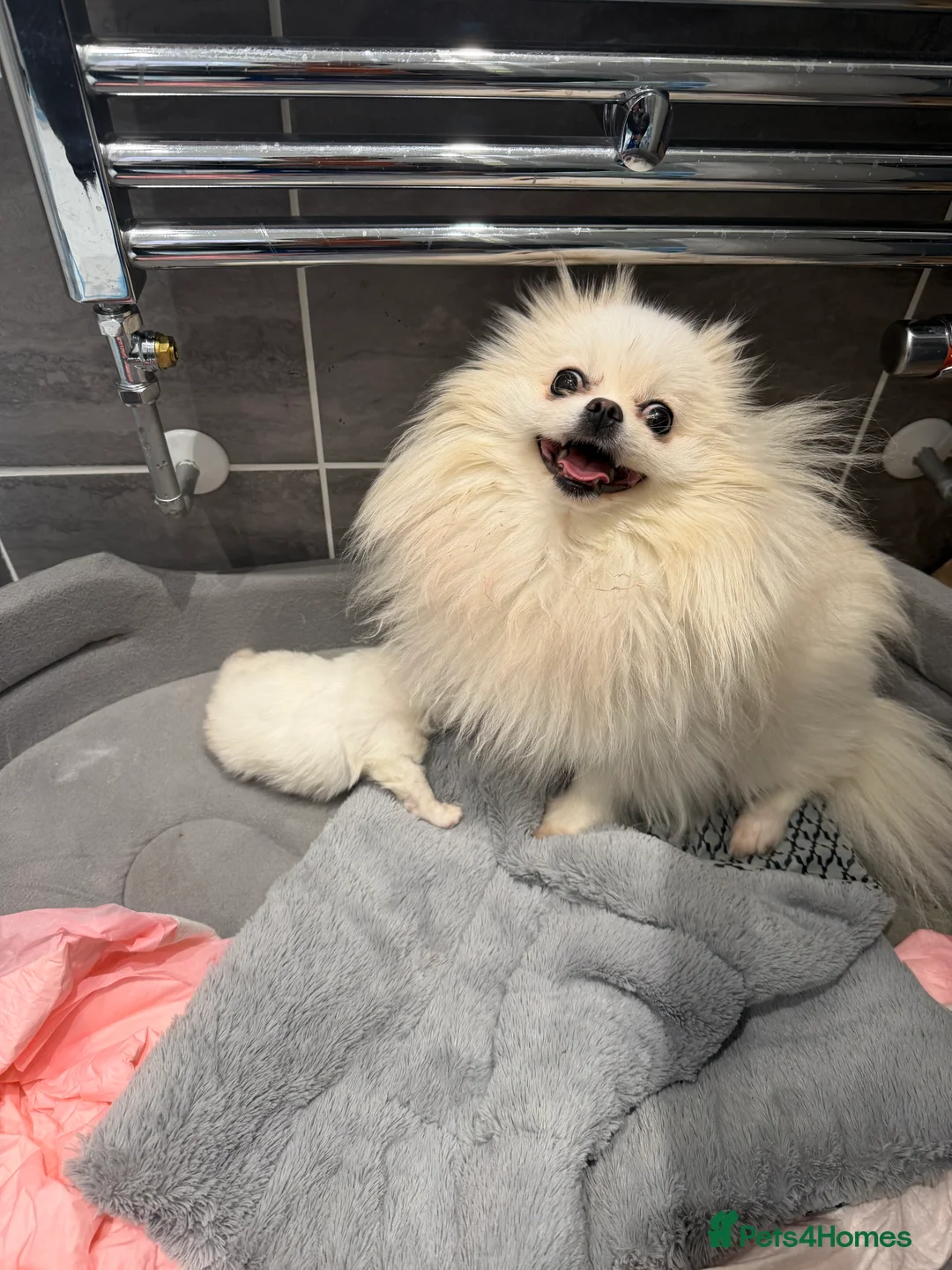 Pomeranian dogs for sale: KC Pomeranian white girl puppy for sale  - Advert 1