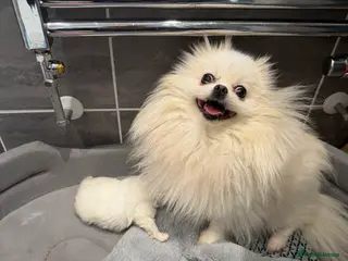 Pomeranian dogs KC Pomeranian white girl puppy for sale - Advert 3