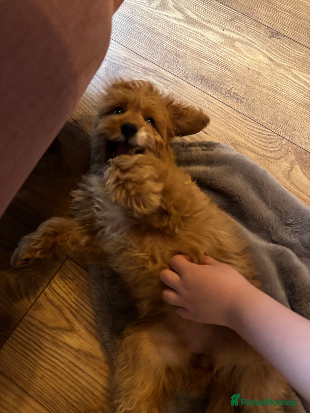 Cavapoo dogs for sale: Cavapoo for sale  - Image 2