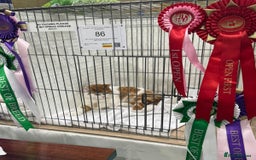 British Shorthair cats for sale: Red & white boys ready now  - Image 13