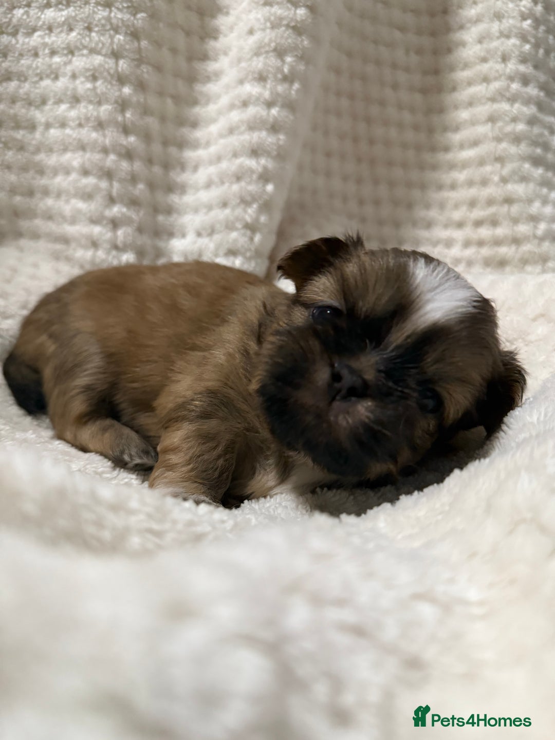 Shih Tzu dogs for sale: Shih tzu puppies  - Advert 15