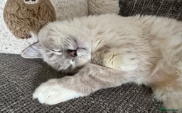 Ragdoll cats for sale: Ragdoll - Image 4