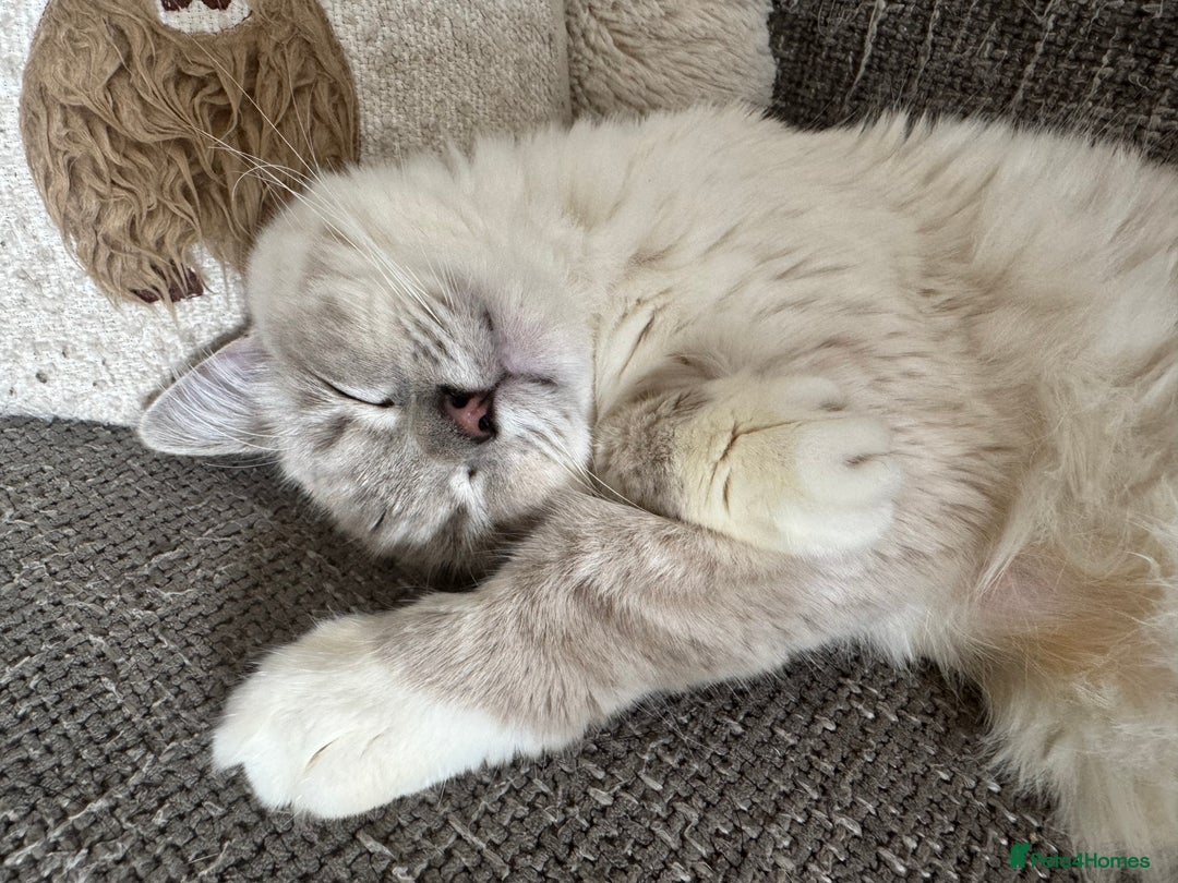 Ragdoll cats for sale: Ragdoll - Image 4