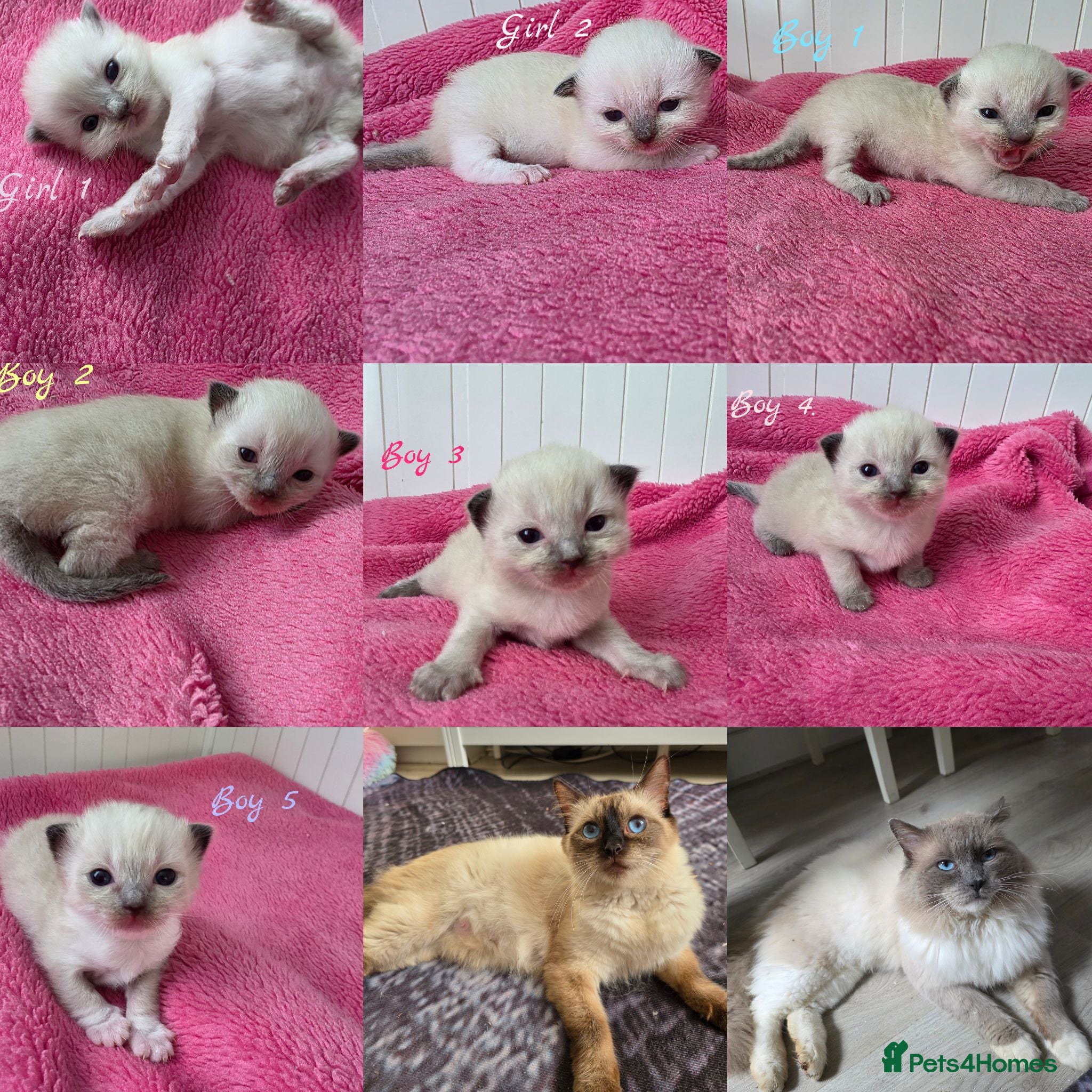 Ragdoll cats Ragdolls kittens. - Advert 1