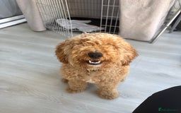 Cockapoo dogs for sale: Male Cockapoo Puppy 8 months.  - Image 11